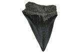 Fossil Broad-Toothed Mako Tooth - South Carolina #374798-1